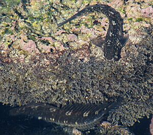 Zebra rockskipper Facts for Kids