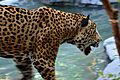 Jaguar at the Brevard Zoo