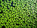 Kleine Wasserlinse (Entengrütze)