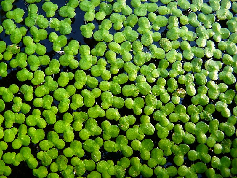 Kleine Wasserlinse (Entengrütze)