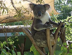 Koala003