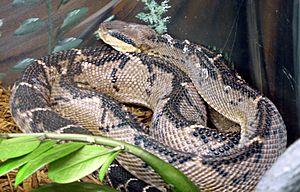 Central American bushmaster Facts for Kids