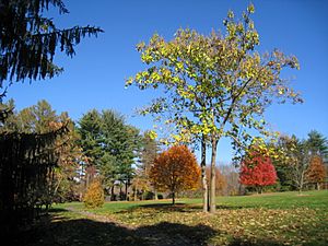 Lasdon Park and Arboretum, Somers, NY - IMG 1535