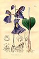 Lentibulariaceae - Utricularia Humboldtii