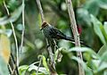 Leptasthenura pileata - Rusty-crowned Tit-Spinetail - 2