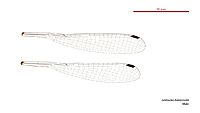 Lestoidea brevicauda male wings (34442159930)