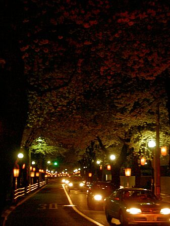 Lightup Sakura-Dori in Fuchu Tokyo Japan