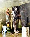 Mahout washing his elephant. Temple in Kanchipuram, Tamil Nadu