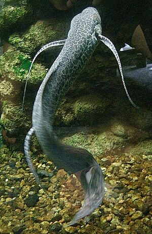 Marbled lungfish 1