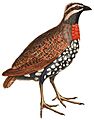 Margaroperdix madagarensis 1838 white background