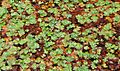 Marsilea drummondii cropped