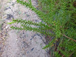 Melaleuca lophocoracorum 03