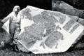 Merle with rice rubbing