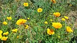 Mexican Poppies blooming outside the El Paso Museum of Archaeology.