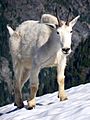 Mountain Goat North Cascades National Park