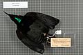 Naturalis Biodiversity Center - RMNH.AVES.140517 1 - Ptiloris victoriae Gould, 1850 - Paradisaeidae - bird skin specimen