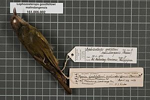 Naturalis Biodiversity Center - RMNH.AVES.24451 1 - Lophozosterops goodfellowi malindangensis Mearns, 1909 - Zosteropidae - bird skin specimen