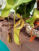 Nepenthes truncata Exhibition of Carnivorous Plants Prague 2016 2