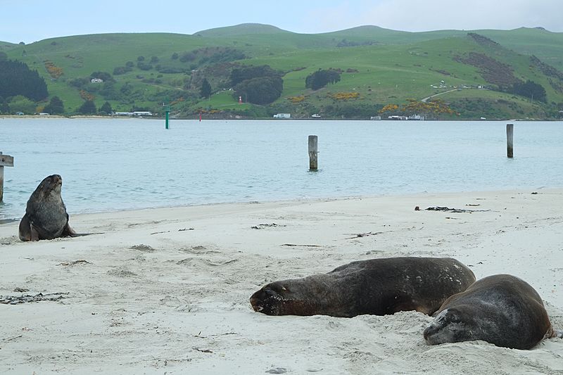 Image: New Zealand Sea Lions at The Spit, Aramoana