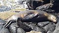 North Seymour Island Galapagos Seal photo with baby by Alvaro Sevilla Design