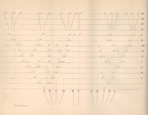 On the Origin of Species diagram