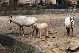 Oryx leucoryx Dvur zoo 3