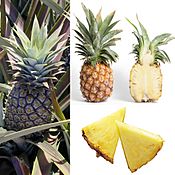Owoce Ananas
