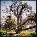 Paradox Hybrid Walnut Tree - California Historic Landmark 681