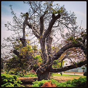 Paradox Hybrid Walnut Tree - California Historic Landmark 681