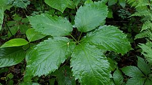 Parthenocissus inserta leaves.jpg