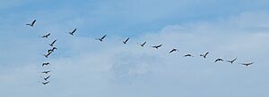 Pelecanus rufescens - Étang de Bages-Sigean 01