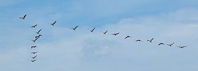 Pelecanus rufescens - Étang de Bages-Sigean 01