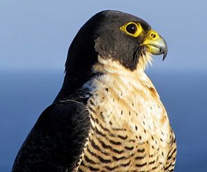 Peregrine Falcon Facts For Kids