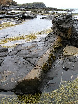 Petrified log at Curio Bay