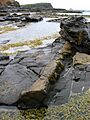 Petrified log at Curio Bay