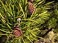 Pinus contorta 8160.jpg