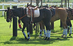 Polo ponies in Switzerland