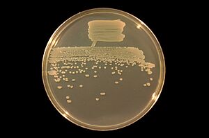 Pseudomonas fluorescens on TY agar (white light).JPG