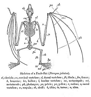 PteropusSkeleton