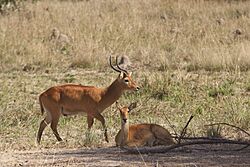 Puku male and female (Zambia)