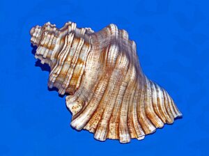 Ranellidae - Linatella caudata