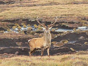 Red deer stag - geograph.org.uk - 1003828
