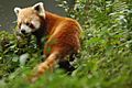 Red panda sikkim