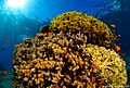 Red sea coral reef