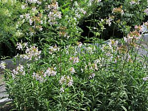 Saponaria officinalis Prague 2011 1