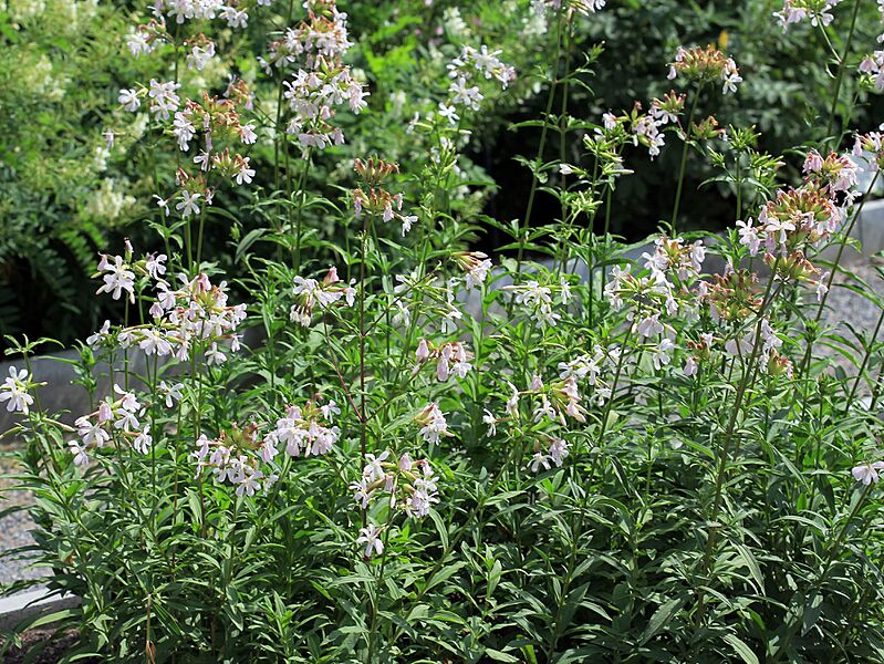 Saponaria officinalis Prague 2011 1