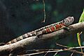 Shinisaurus crocodilurus - Tiergarten Schönbrunn 3