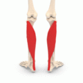 Soleus muscle - animation