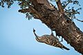 Spotted Creeper Feeding