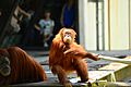 Sumatran Orangutan Melbourne Zoo (11883749616)